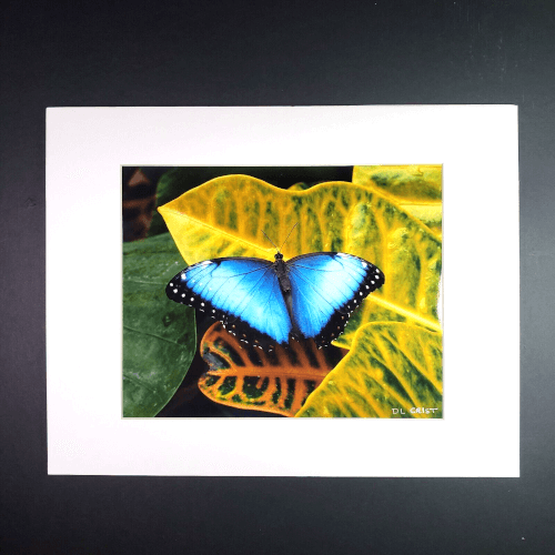 Peleides Blue Morpho, Emperor, Butterfly